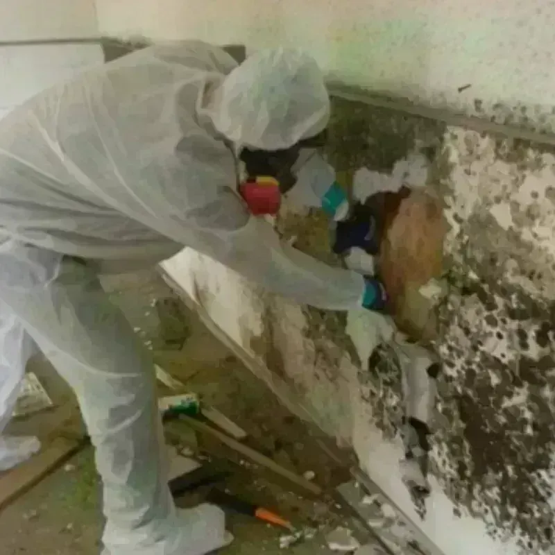 Mold Remediation and Removal in Nashville, TN